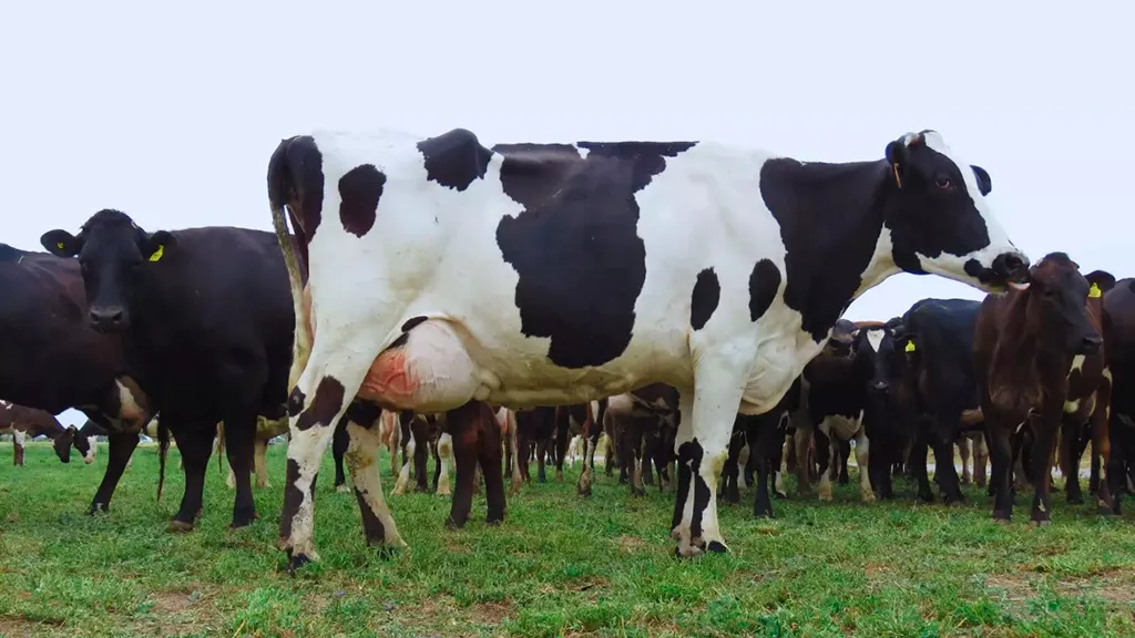 WhatsApp-Image-2025-10-23-at-11.25.51-PM