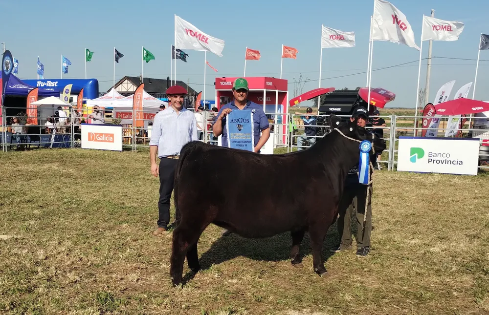 NIRIHUAU GRAN CAMPEON LOTE HEMBRAS