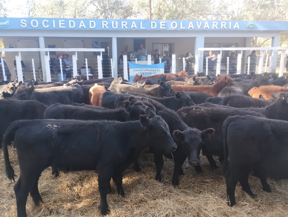 REMATE COLOMBO Y MAGLIANO EN OLAVARRIA