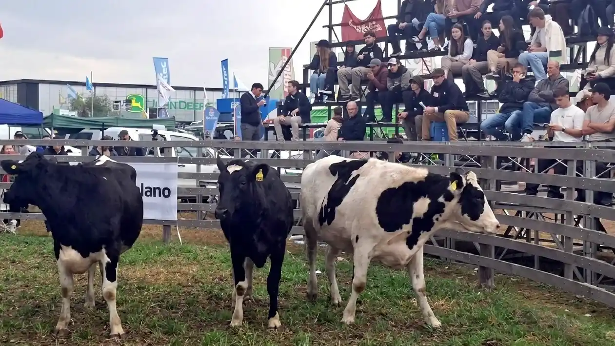 vacas_1
