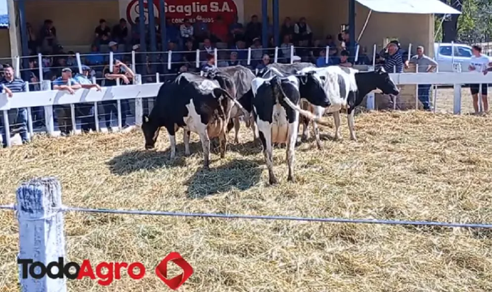 Vaquillonas-AltoAlegre