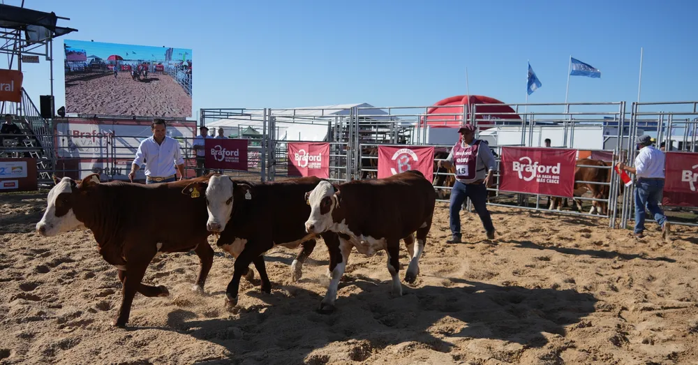 la-venta-ganado-fue-record