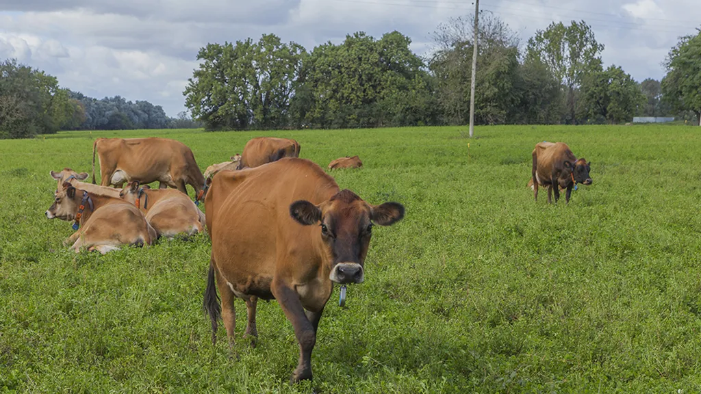 vacas-jersey-tambo