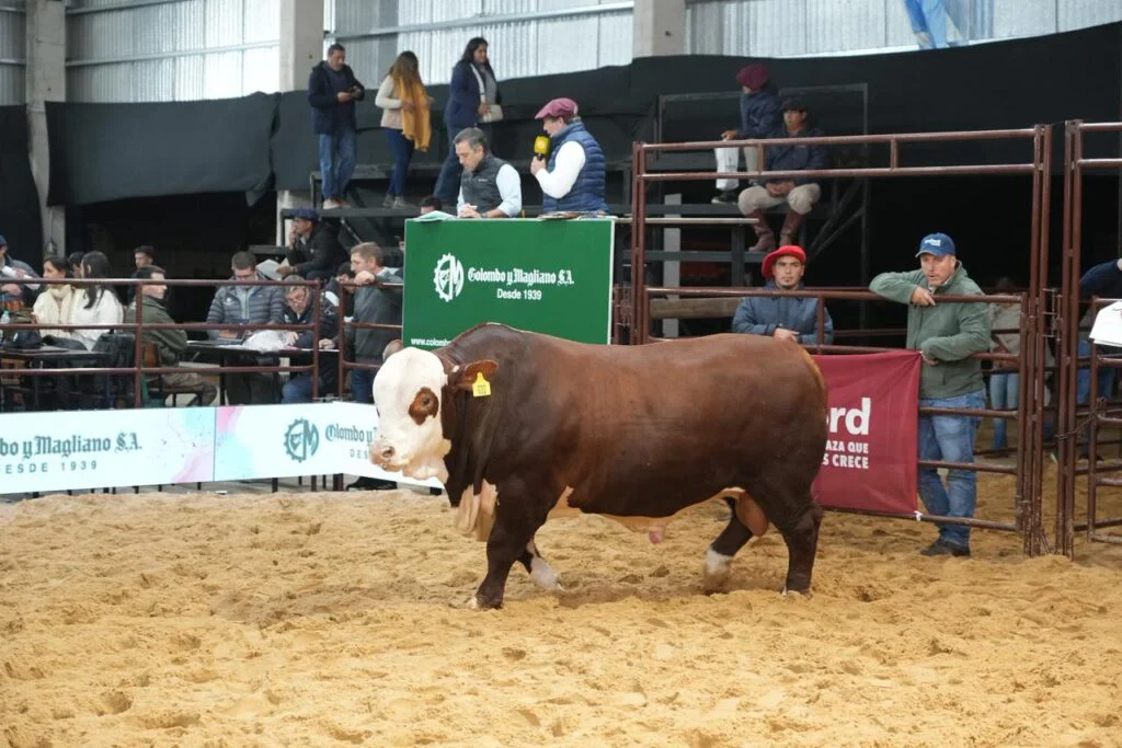BRAFORD VENTAS