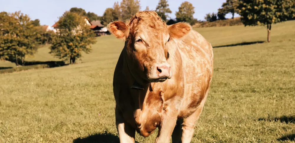 pexels-christina99999-28871082-1-scaled