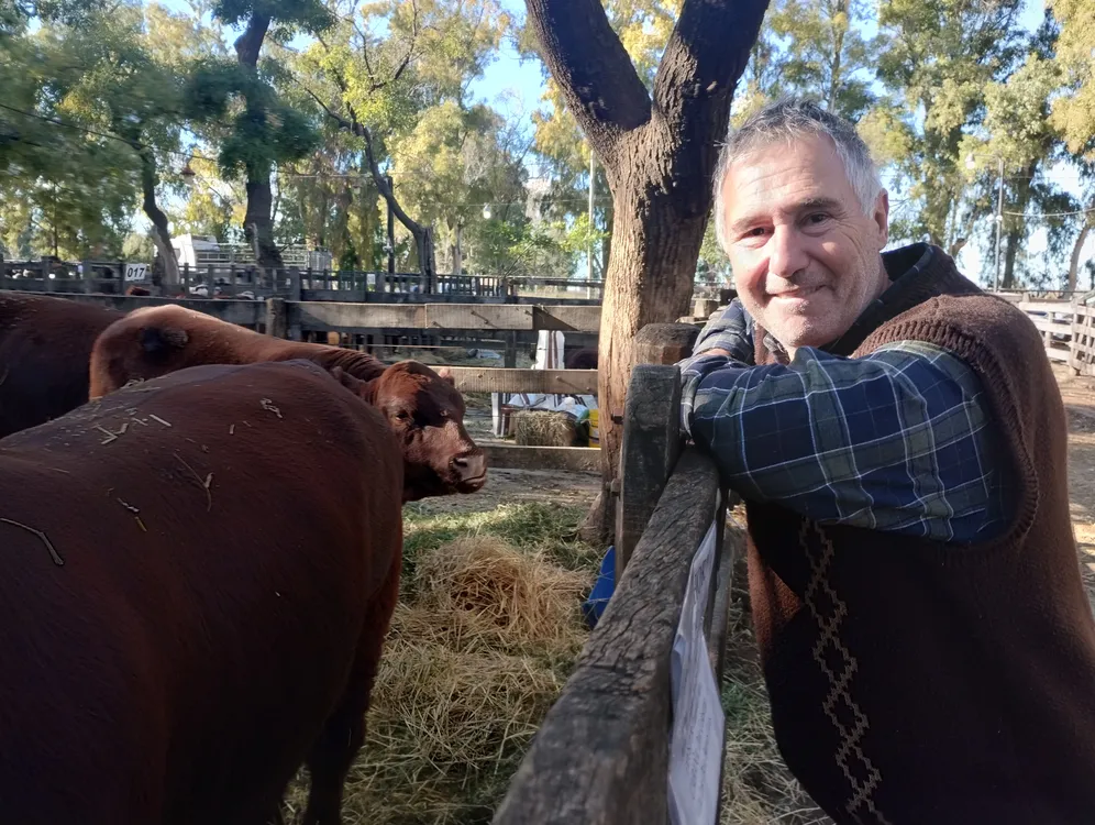 FABIO CAMPITELLI - DON CELESTINO - SHORTHORN