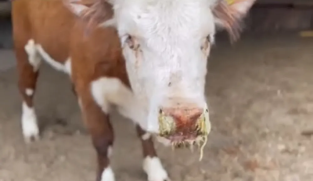 Fiebre-catarral-maligna