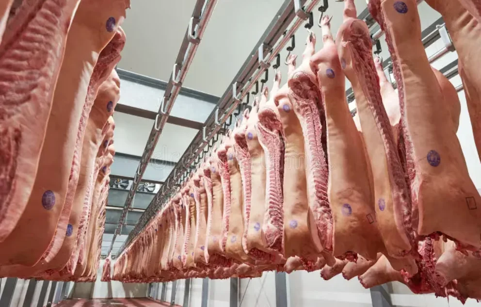 cerdo-frigo