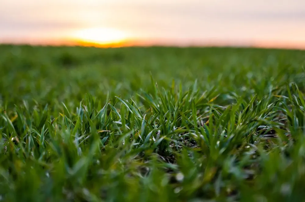 RAGT compra el progama de Trigo de Basf