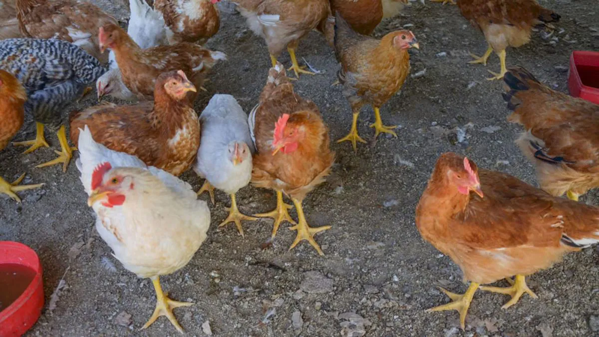 gallina