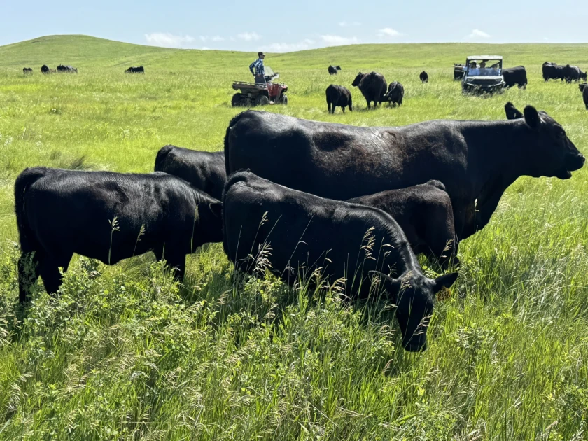 vacas usa