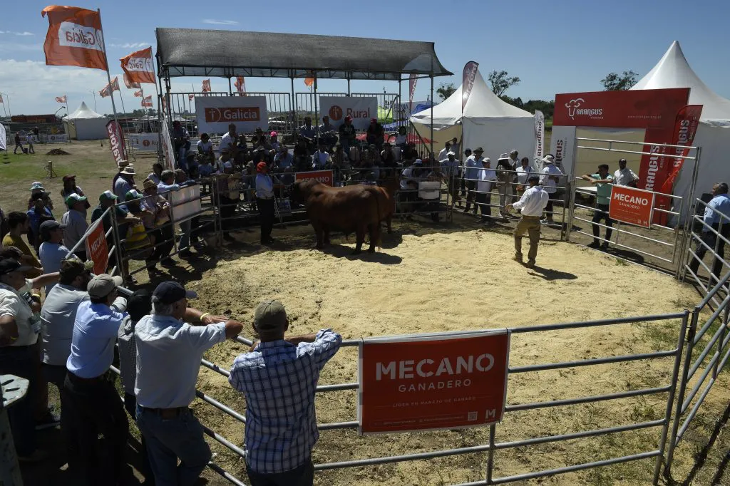 Brangus-incorpora-60-mil-cabezas-al-ano-pero-esta-muy-pendiente-de-las-condiciones-del-mercado-ganadero-2-1024x682