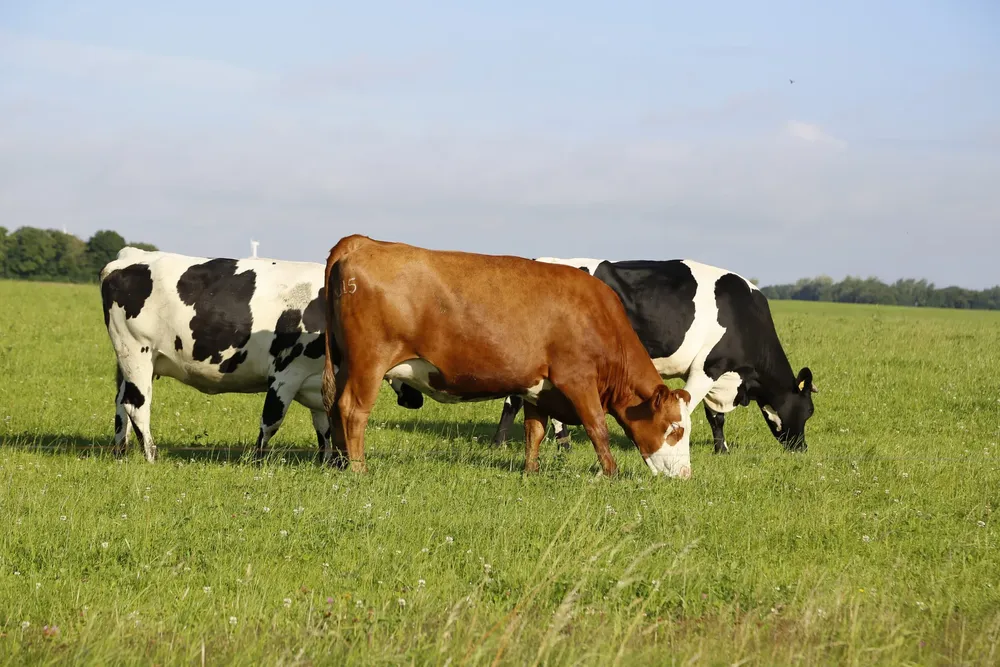 closeup-shot-cows-grazing-field-sunny-afternoon-scaled