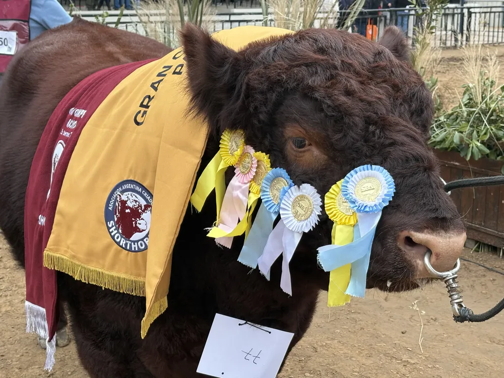LA MARIA TRINIDAD - SHORTHORN -GCM PALERMO 2025