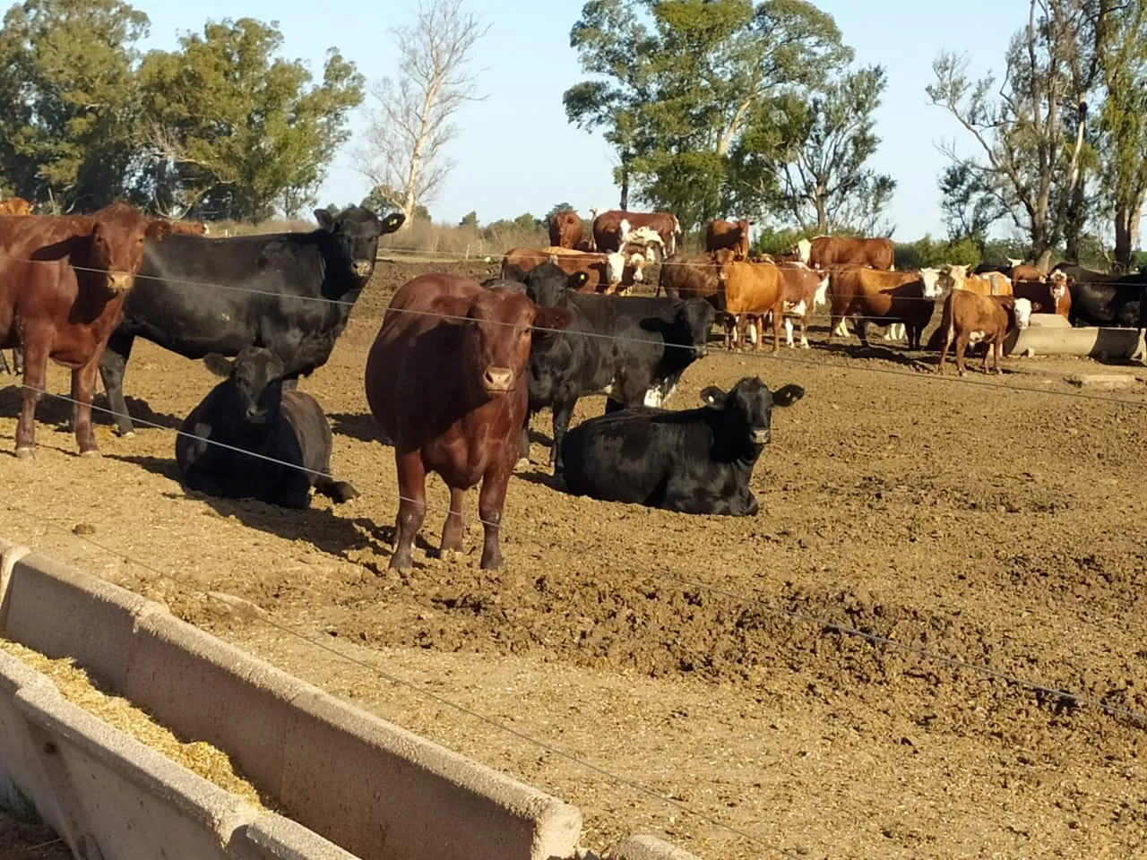 Bovino