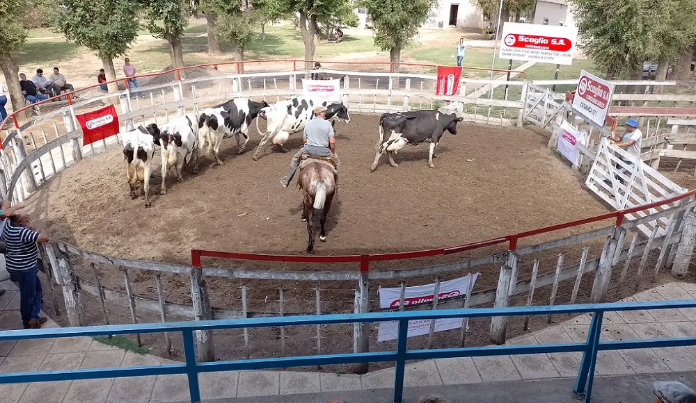 Scaglia-2023-vm