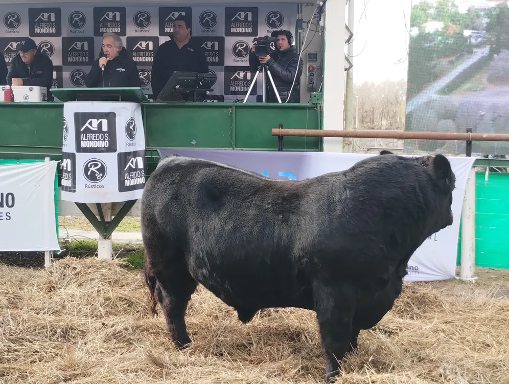 TORO ARANDU - VIZZOLINI