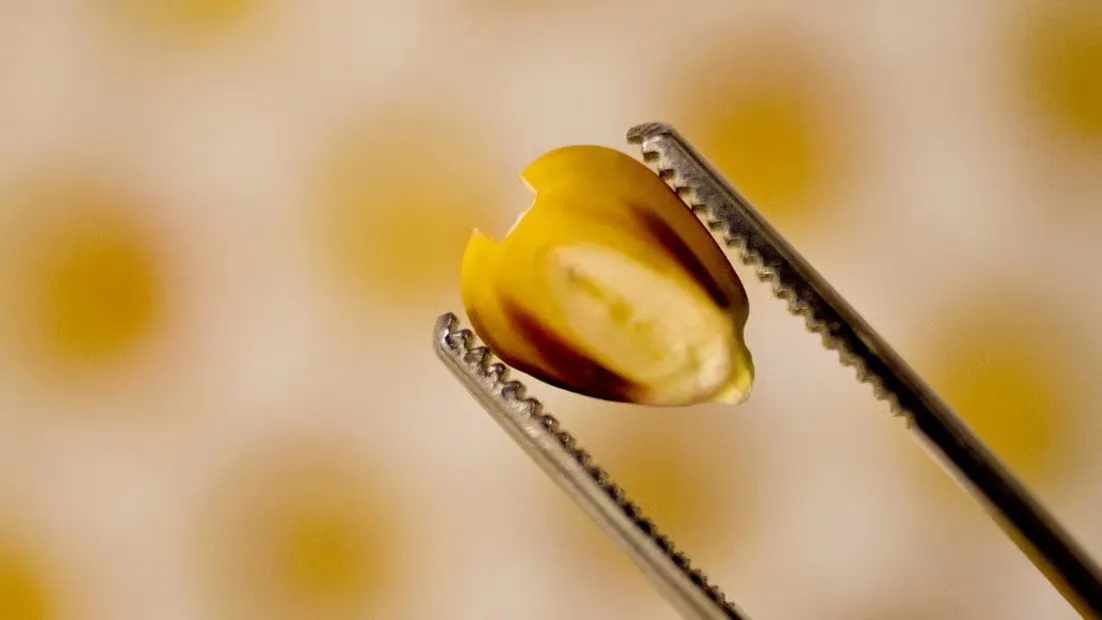 la_biotecnologia_bt_en_maiz_permitio_expandir_las_fronteras_agricolas_y_permitio_siembras_mas_tardia