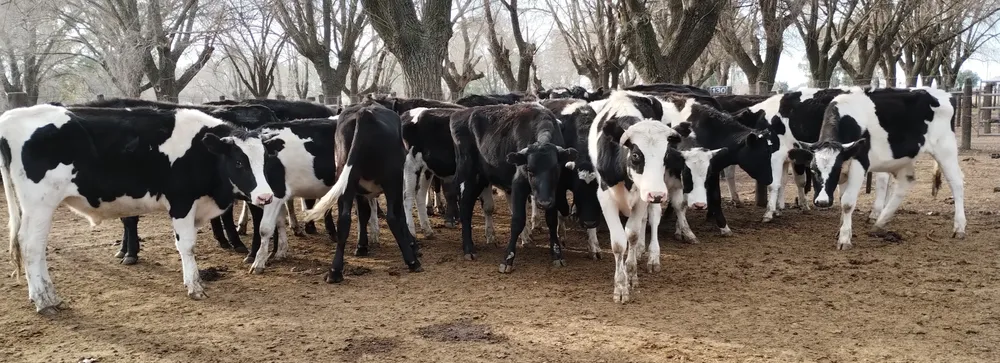 IMG_20240718_154524313