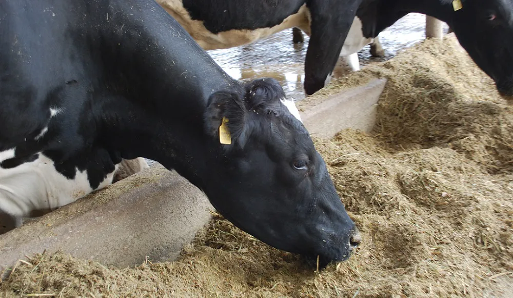 Vaca-comiendo-primer-plano (1)