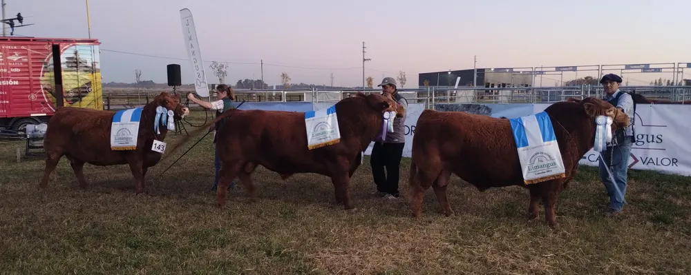 LA ELISA TRES CAMPEONES