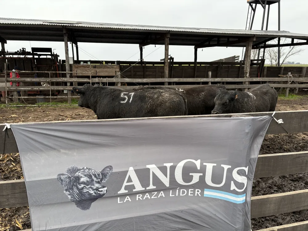 ANGUS, LA RAZA LIDER