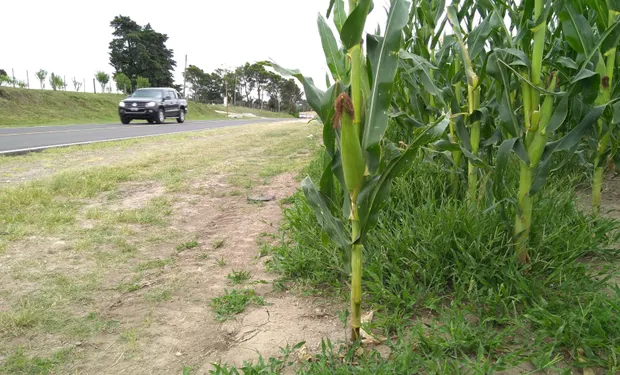 siembra-en-banquinas-2-212878