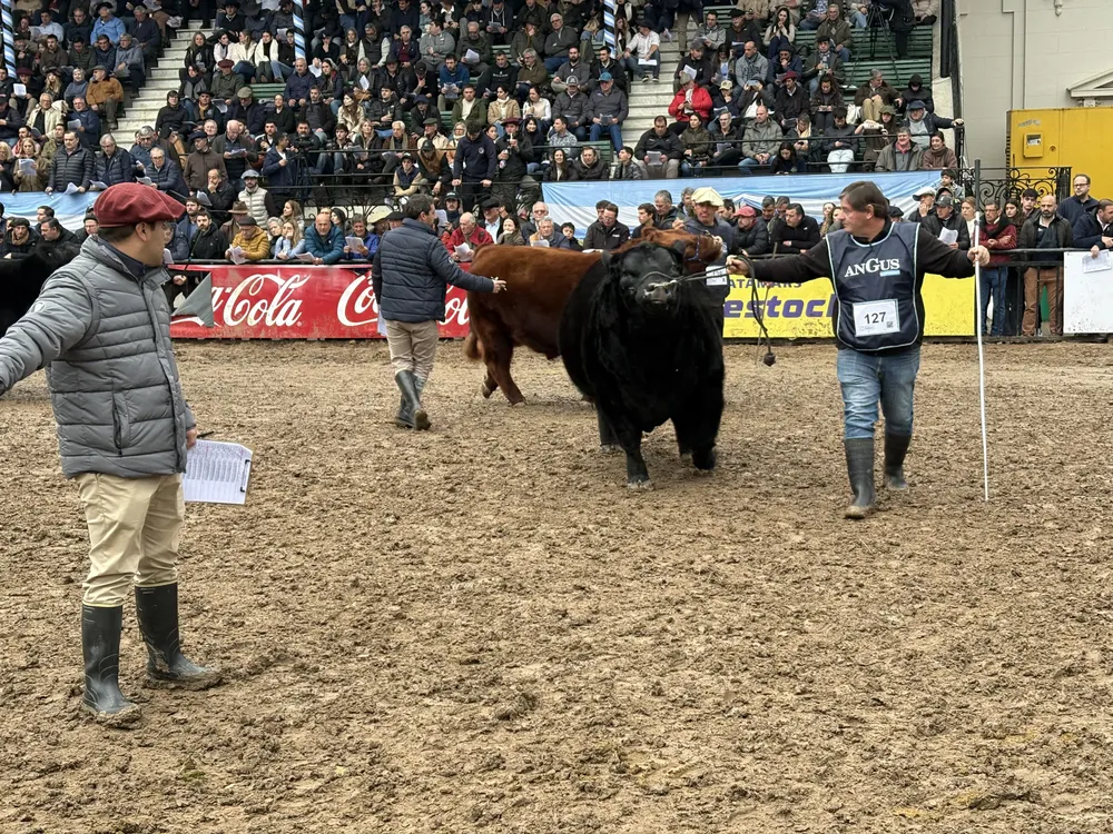 ANGUS - PALERMO 2025 - ARANDU