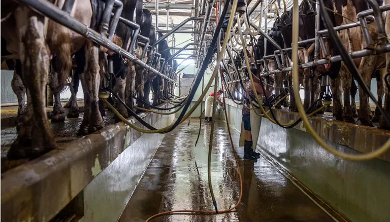 limpieza-tambo1000x570-768x438-1214834490