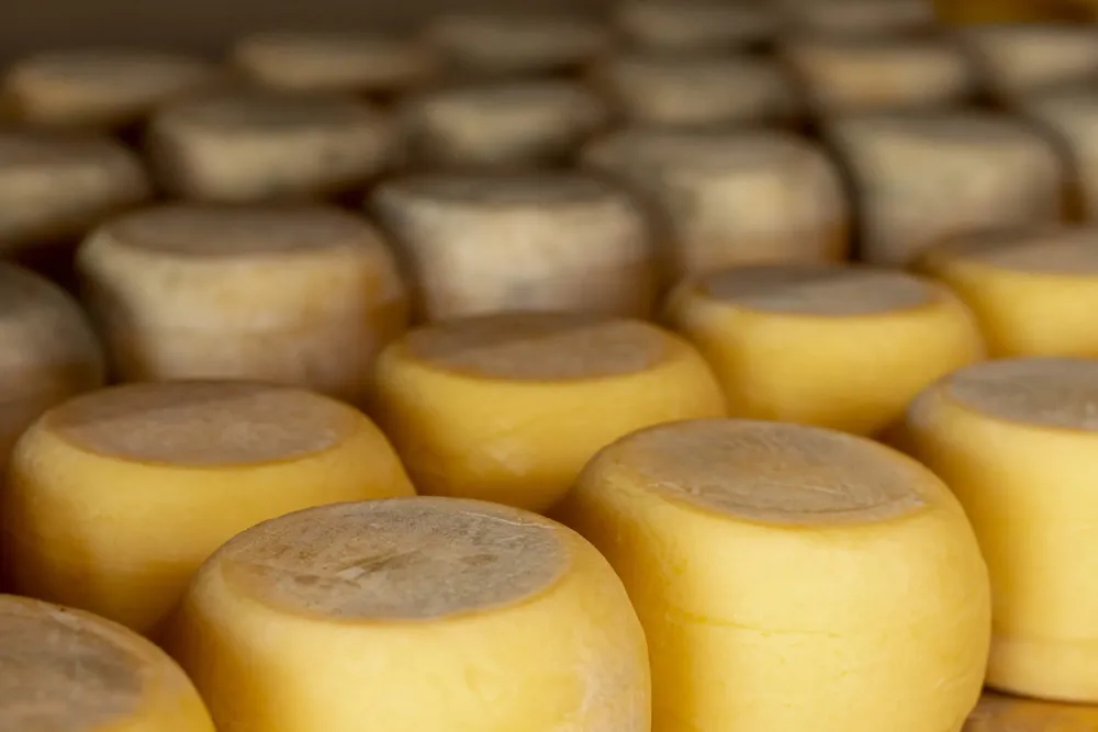 variety-rustic-cheese-wheels-scaled