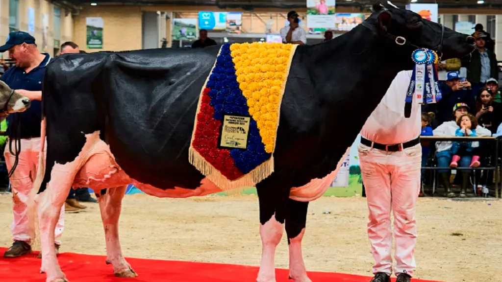 ColGanados-VacaGC-2025