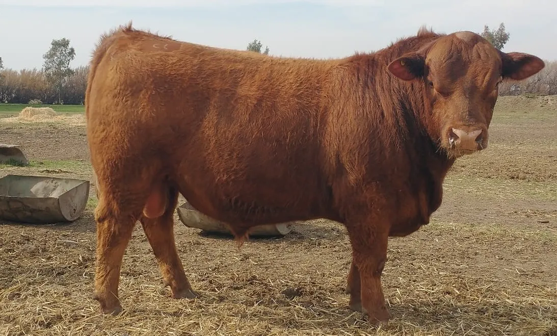 CRIADORES DEL SUDOESTE - TORO DE LA CHINGOLA