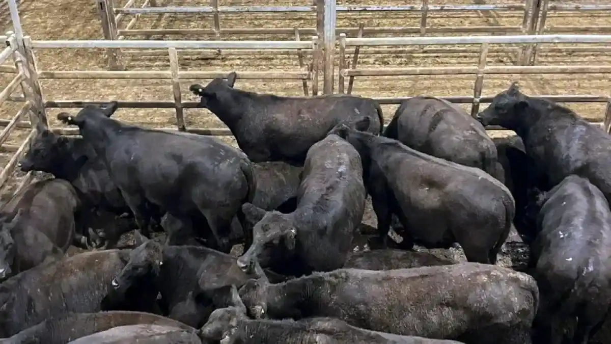 vacas