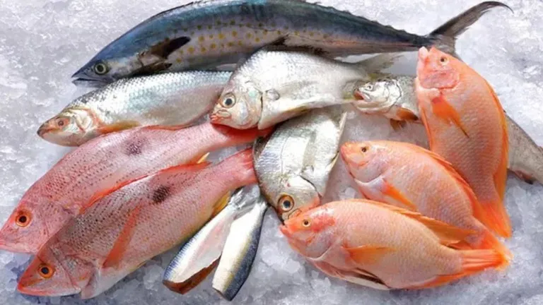 WhatsApp Image 2025-04-16 at 8.29.10 AM