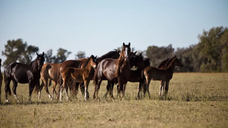 caballos