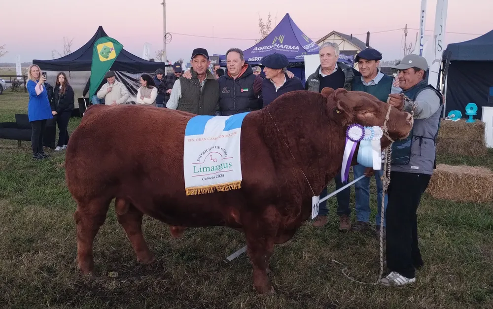 LA ELISA - GRAN CAMPEON MACHO LIMANGUS