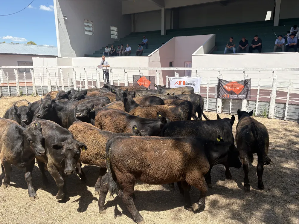 REMATE DE AS MONDINO - SOCIEDAD RURAL DE OLAVARRIA - NOV 2025