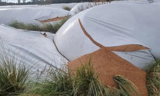 ataque-a-silobolsas-1524008-215195