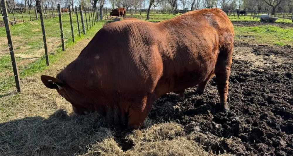 genetica-bovina-argentina