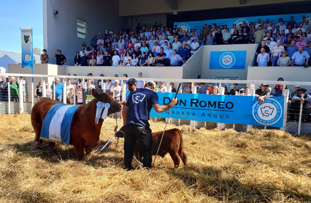 DON ROMEO REMATE - TAPA