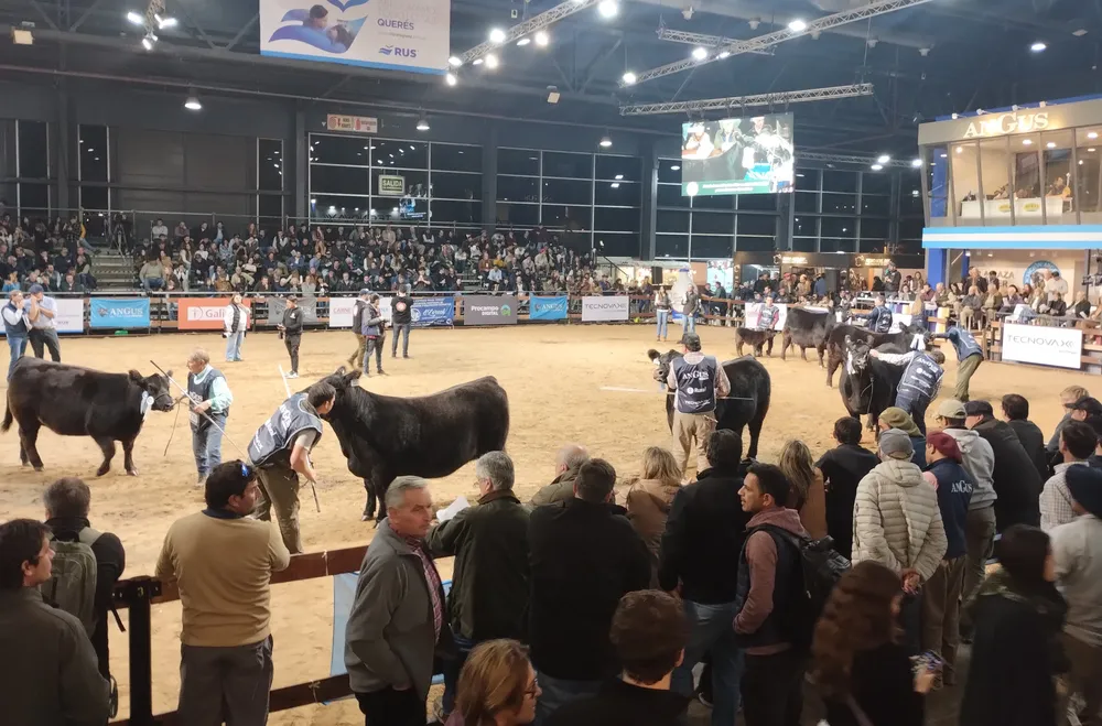 JURA HEMBRAS - EXPO OTOÑO ANGUS 2025