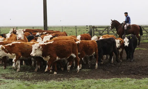 bovina