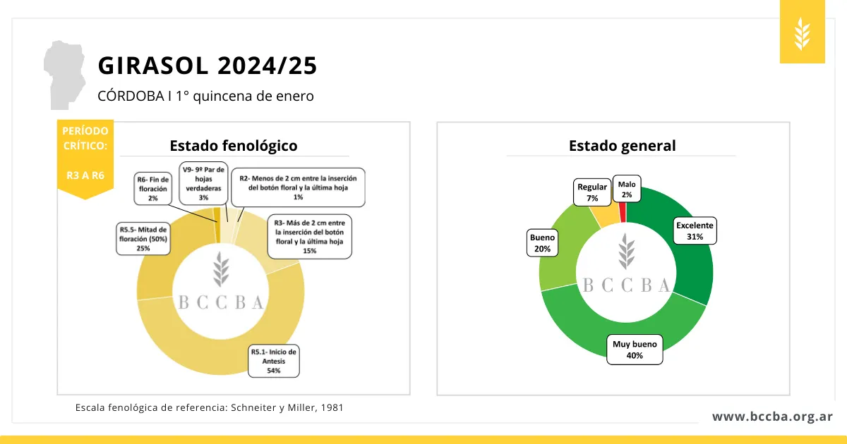 cuadro-girasol-cordoba-estado-enero-2025