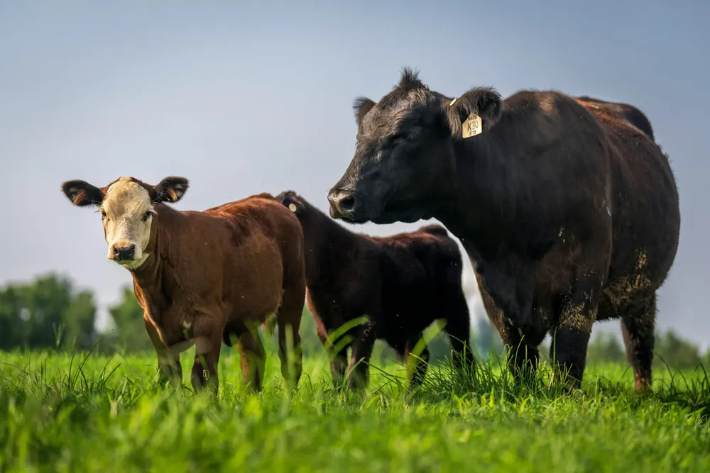 pexels-nc-farm-bureau-mark-27207625-scaled