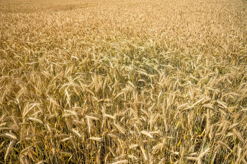 high-angle-shot-wheat-branches-growing-field-scaled