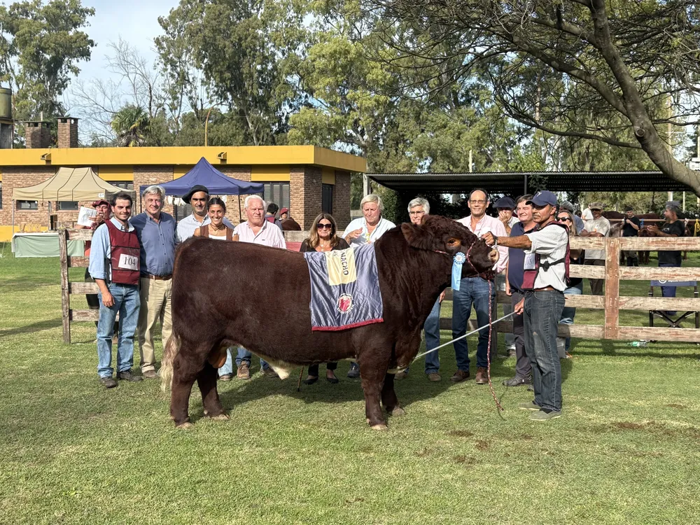 SHORTHORN GCM - EXPO OTOÑO AZUL