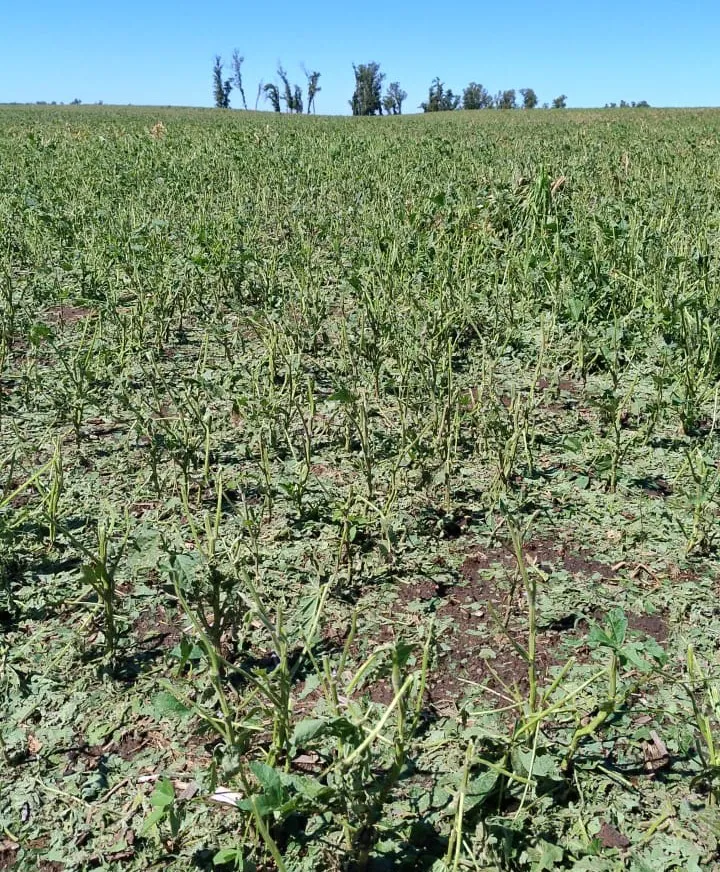 WhatsApp-Image-2024-12-13-at-12.21.01-1