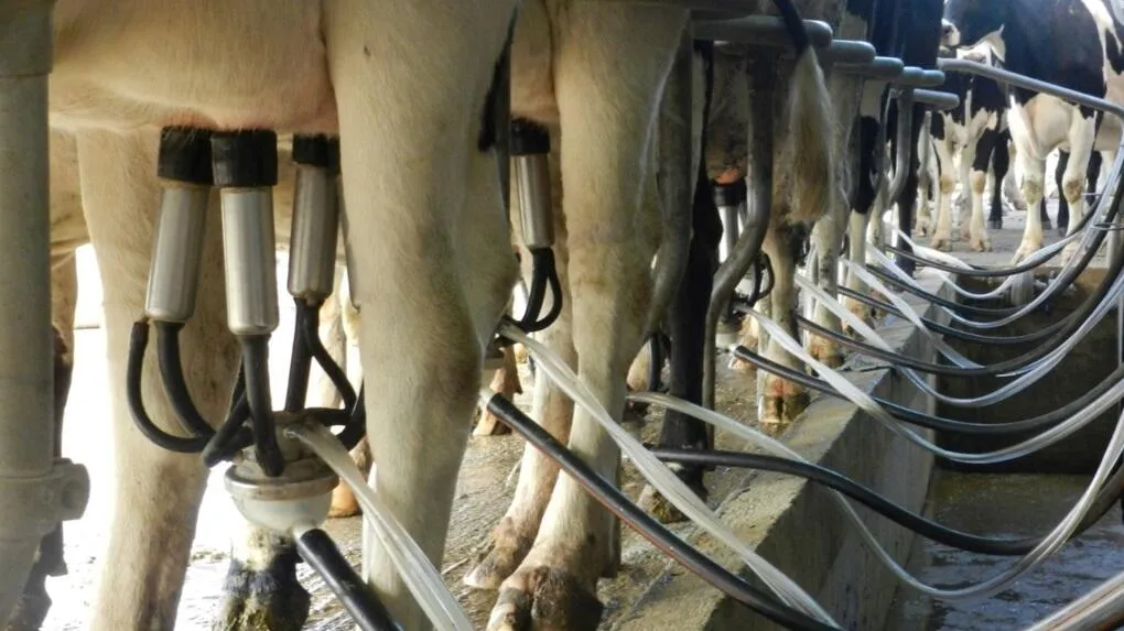 Ubres-vacas-sala