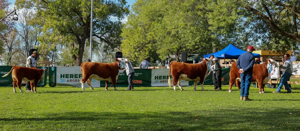 HEREFORD4
