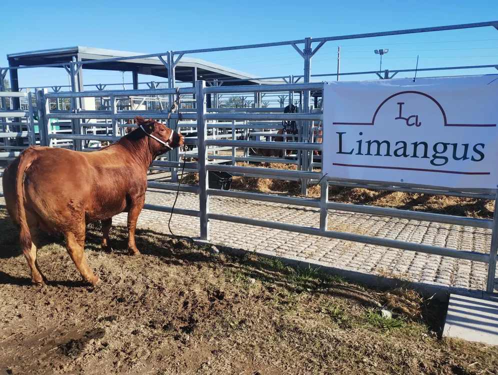 LIMANGUS - EXPO OTOÑO EN CAÑUELAS 2026